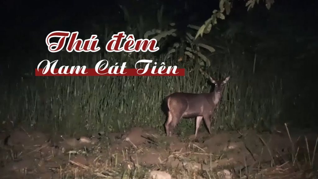 TOUR NAM CÁT TIÊN – KHÁM PHÁ THÚ ĐÊM